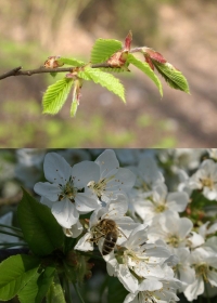 Erstfrühling